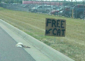 freecat.jpg